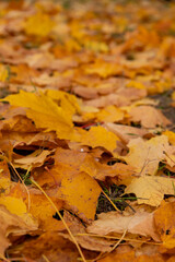 Golden autumn leaves blanket the ground in a serene park setting