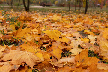 Colorful autumn leaves cover the ground in a serene park setting