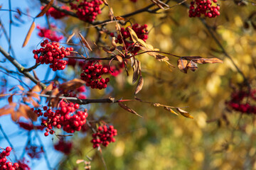 Bright red berries hanging from branches in autumn sunlight