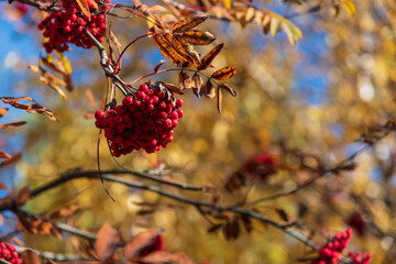 Bright red berries on a tree branch with autumn leaves in clear blue sky