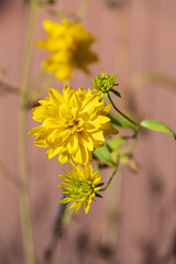 Bright yellow wildflowers bloom during sunny spring day in a garden