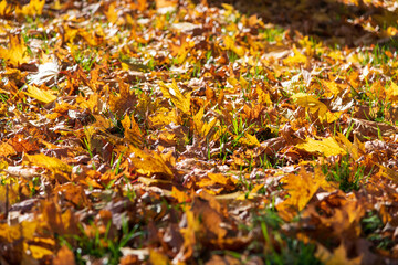 Colorful autumn leaves covering a grassy ground in a sunny park