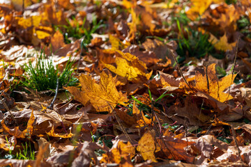 Colorful autumn leaves scattered on the ground in a sunny park