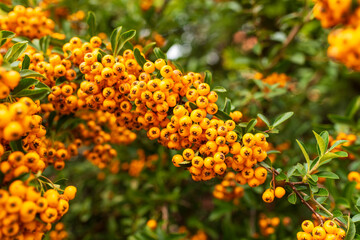 Cluster of vibrant orange berries on a green bush with soft sky background. The image captures natural color contrast and seasonal detail of autumn garden life.