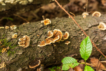 Brown and cream bracket fungi grow on textured bark of fallen log surrounded by green leaves and moss. Detailed forest macro scene symbolizing decay and renewal.