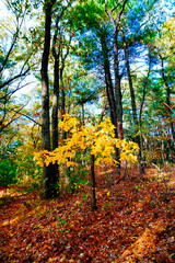 Naklejka premium Lexington, Massachusetts, USA: 10 25 2025: The fall foliage red leaf landscape Minute Man National Historical Park at Massachusetts, USA. It commemorates the battle in the American Revolutionary War 