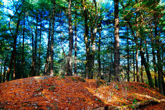 Lexington, Massachusetts, USA: 10 25 2025: The fall foliage red leaf landscape Minute Man National Historical Park at Massachusetts, USA. It commemorates the battle in the American Revolutionary War	

