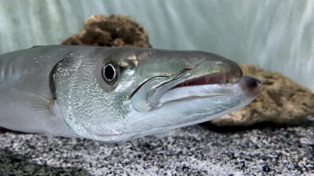 Barracuda With a Toothy Maw. A closeup barracuda head that tracks prey on a seabed lit by sun glare