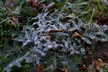 Delicate frost resting on dried thistle-like plants in a winter field.