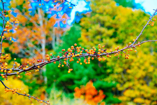 Lexington, Massachusetts, USA: 10 25 2025: The fall foliage red leaf landscape Minute Man National Historical Park at Massachusetts, USA. It commemorates the battle in the American Revolutionary War