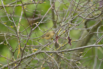 Chiffchaff on a branch surrounded by leafless twigs, chiffchaff looking curiously downwards, small yellow-green bird in a tree, Phylloscopus collybita
