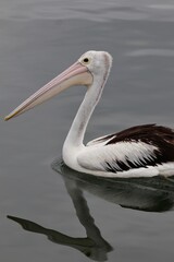 Side profile of a pelican on still water with a visible reflection, captured in natural light.