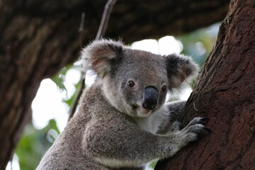 Koala gripping a eucalyptus tree in its natural habitat, showing texture of bark and fur.