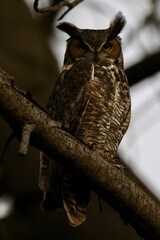Close-up portrait of a great horned owl showing sharp eyes and feather detail, photographed outdoors.