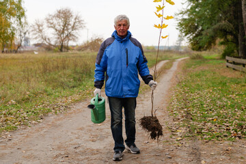 Fototapeta premium A man in a blue jacket walks along a path in a park, holding a young tree and a watering can on a crisp autumn day amidst fallen leaves