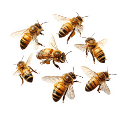 Swarm of honey bees png insect png flying png nature png pollinator png yellow black png hive png group png buzzing png transparent background image
