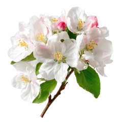 Apple tree flowers png blossom png spring png floral png botanical png white png petals png branch png nature png garden png transparent background image