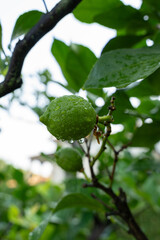 Fresh green lemon with water drops on tree branch