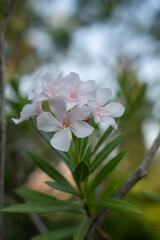 White oleander flowers blooming in sunlight
