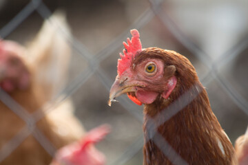 chicken inspecting enclosure, poultry peering through fencing with bright sunlight highlighting
