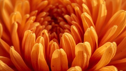 Warm Petal Embrace. An Abstract Study in Orange, Texture and Sunlight.