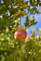 ripe pomegranate hanging on a tree branch green leaves blue sky flora nature