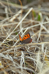fire-red multi-eyed spotted butterfly from the family of blue butterflies red wings insect sitting on dry grass fauna nature