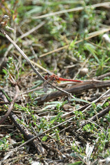 A dragonfly is a flying insect belonging to the infraorder Anisoptera an insect fauna nature summer