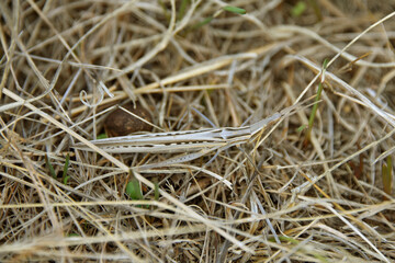 Chinese grasshopper Acrida cinerea oriental long-headed locust family Acrididae herbivorous insect fauna nature summer