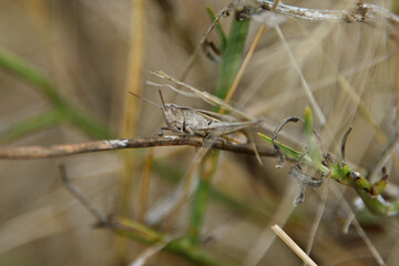 Short-winged green grasshopper Dichromorpha viridis locust family short-horned insect fauna nature summer
