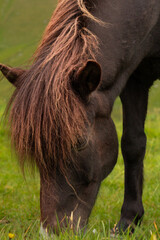 Horses grazing on lush grass in a peaceful countryside scene.