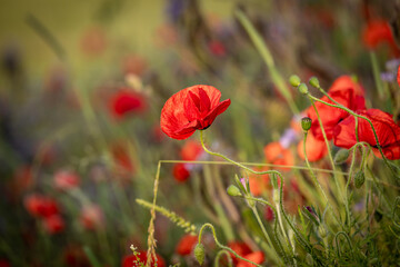 Pretty poppies in bloom in the Sussex countryside, on a sunny summers evening