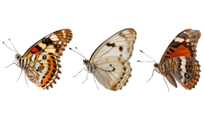 beautiful butterfly isolated on transparent background