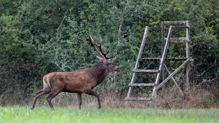 Mature Red deer stag trotting near a small hunting post in a plain during the rut. Cervus elaphus, Sologne, Loiret 45, région Centre Val de Loire, France, European Union, Europe