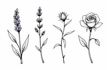 Minimal botanical sketches of flowers and leaves on white background