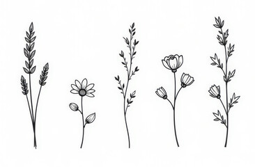 Set of Hand Drawn Wildflower and Herb Line Art Illustrations