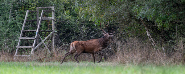 Mature Red deer stag in alert trotting towards the forest near a small hunting post in a plain during the rut. Cervus elaphus, Sologne, Loiret 45, région Centre Val de Loire, France, Europe