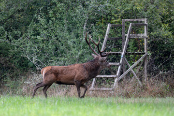 Mature Red deer stag in alert trotting next to a small hunting post in a plain during the rut. Cervus elaphus, Sologne, Loiret 45, région Centre Val de Loire, France, European Union, Europe