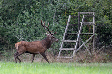 Mature Red deer stag in alert trotting near a small hunting post in a plain during the rut. Cervus elaphus, Sologne, Loiret 45, région Centre Val de Loire, France, European Union, Europe