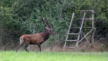 Mature Red deer stag trotting near a small hunting post in a plain during the rut. Cervus elaphus, Sologne, Loiret 45, région Centre Val de Loire, France, European Union, Europe