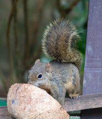 Photograph of a beautiful squirrel feeding on a coconut in its natural habitat.	