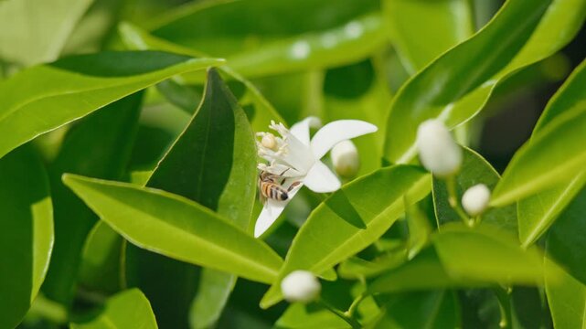Slow Motion Honey Bee Pollinating White Orange Blossom on a Sunny Day