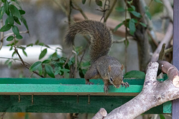 Photograph of a beautiful squirrel feeding on a coconut in its natural habitat.	