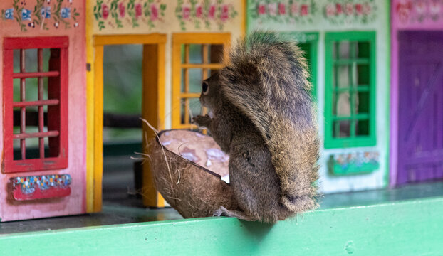 Photograph of a beautiful squirrel feeding on a coconut in its natural habitat.	