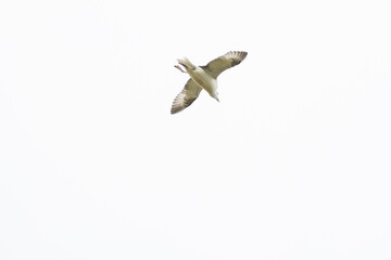 A seagull soaring through the air against a clean, white background, capturing freedom in motion.
