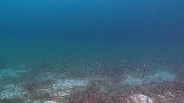 Like krill over a deep sand seabed . Scuba diving in Majorca