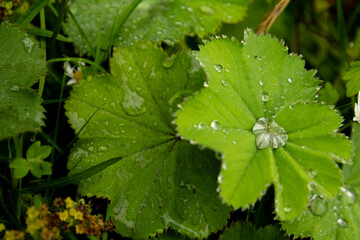 Fresh raindrops glistening on green blades of grass.