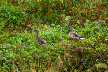 Ducks surrounded by wildflowers in Tórshavn, Faroe Islands, peaceful rural scene.
