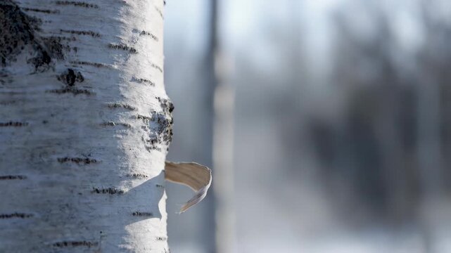 Birch Tree Bark Beauty: A Gentle Leaf Descends in Serene Winter Scene