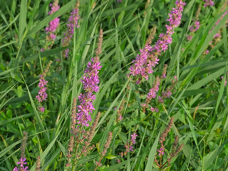 Purple loosestrife flowers ,selective focus - Lythrum salicaria 